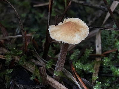 Inocybe proteica