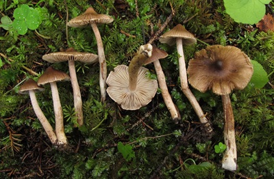 Inocybe proximella