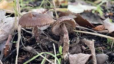 Inocybe pseudoasterospora