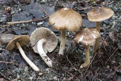Inocybe pseudodestricta