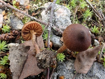 Inocybe purpureobadia