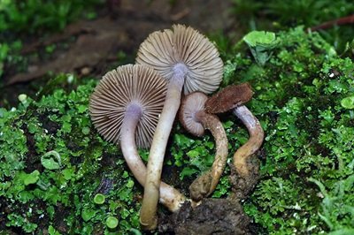 Inocybe pusio