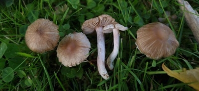 Inocybe putilla