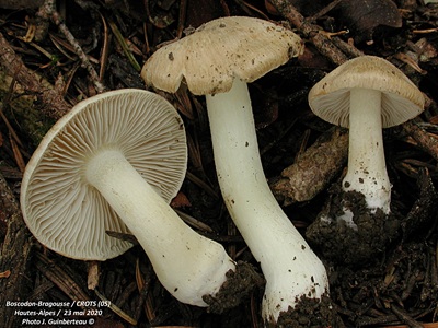 Inocybe queletii