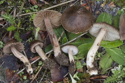 Inocybe rangiferi
