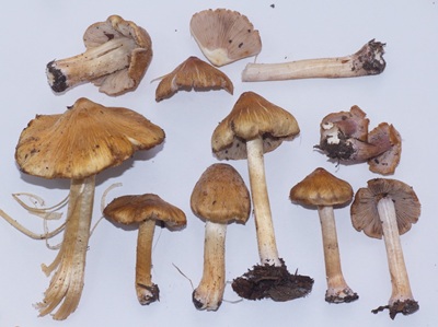 Inocybe reisneri
