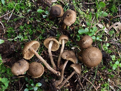 Inocybe relicina