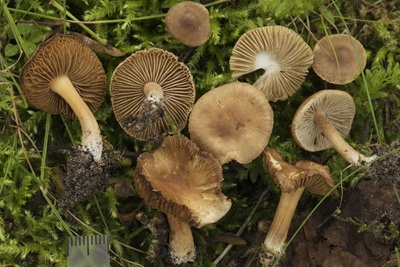 Inocybe rivierana