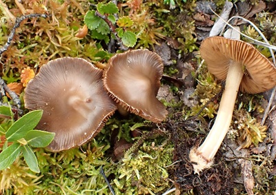 Inocybe rivularis