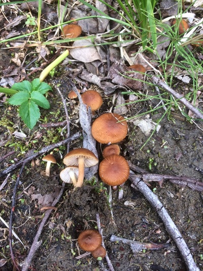Inocybe rupestris
