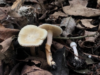 Inocybe sambucella
