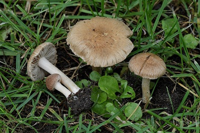 Inocybe semifulva