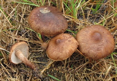 Inocybe soluta
