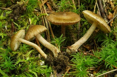 Inocybe sphagnophila