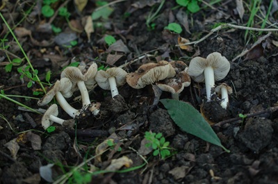 Inocybe splendentoides
