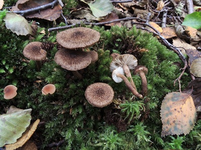 Inocybe stellatospora