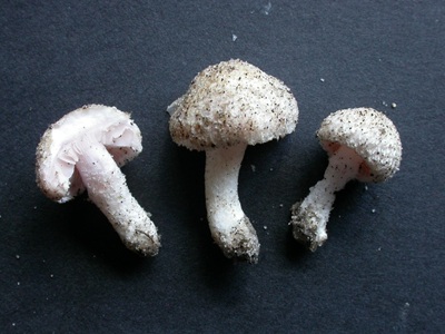 Inocybe stenospora