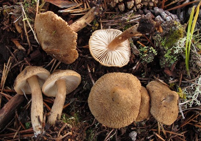 Inocybe subcarpta