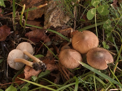 Inocybe suecica