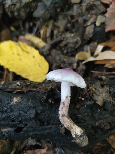 Inocybe syringae