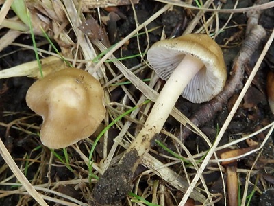 Inocybe tabacina