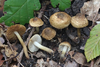 Inocybe tenebrosa