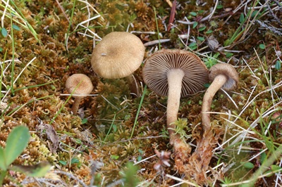 Inocybe teraturgus