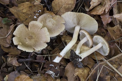 Inocybe tigrina
