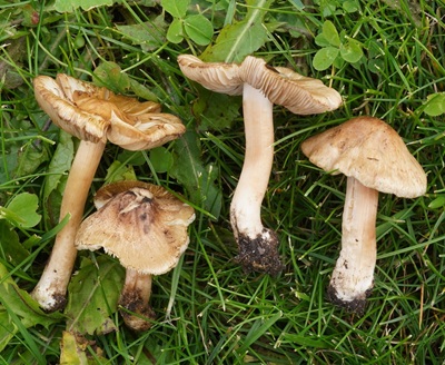 Inocybe tiliae