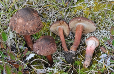 Inocybe tricolor