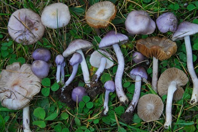 Inocybe tyrii