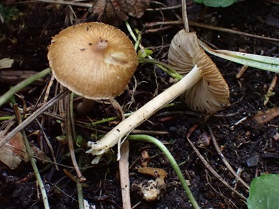 Inocybe undinea