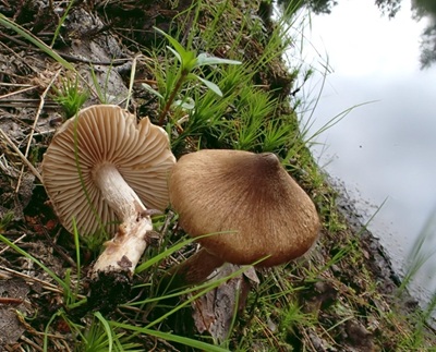 Inocybe undulatospora