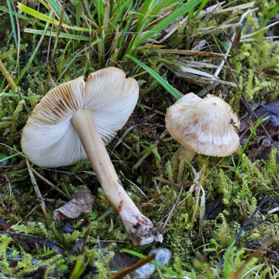 Inocybe urceolicystis