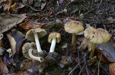 Inocybe vaurasii