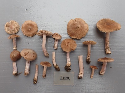 Inocybe velatipusio