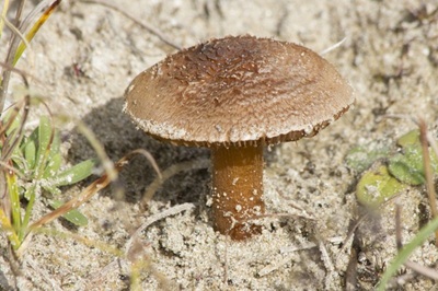 Inocybe vulpinella
