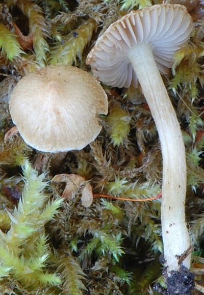 Inocybe woglindeana