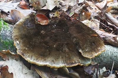 inonotus-cuticularis3