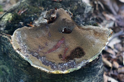 inonotus-cuticularis4