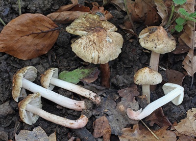 Inosperma adaequatum