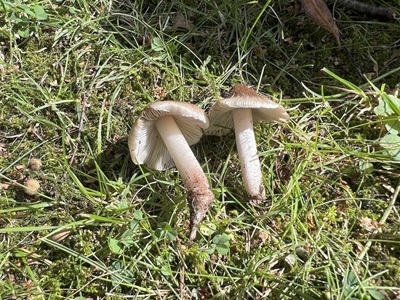 Inosperma ismeneanum