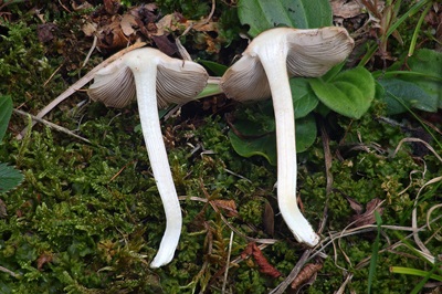 inosperma-maculatum2