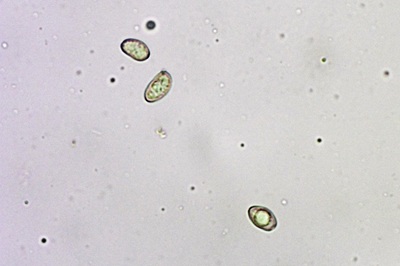 inosperma-maculatum8