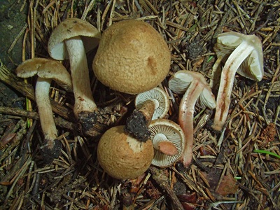 Inosperma pisciodorum