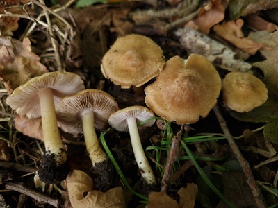 Inosperma quietiodor