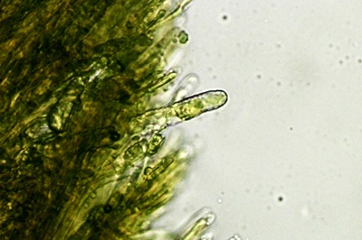 irpex-lacteus6