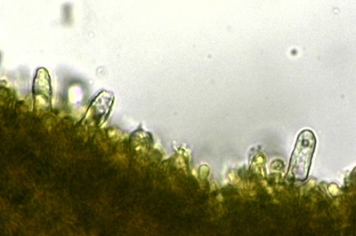 irpex-lacteus7