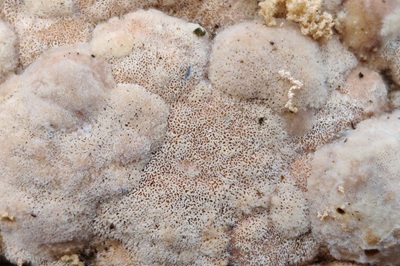 irpex-latemarginatus1