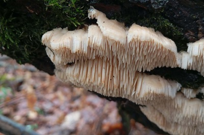 irpiciporus-pachyodon3